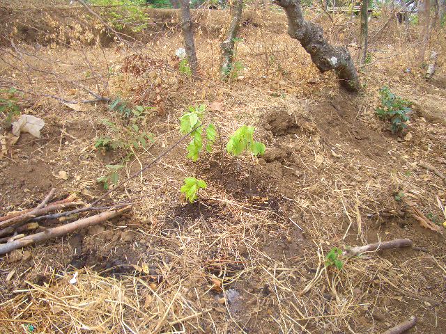 3 kleine Stecklinge!