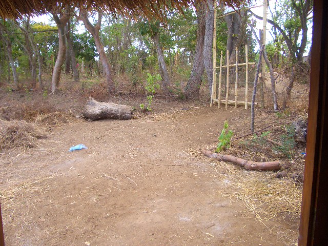 2 große Stecklinge!